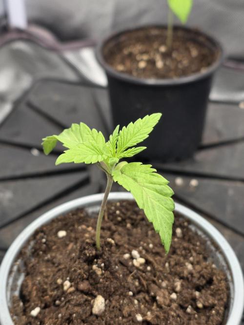 Monster Maker by Sweet Seeds. Week 1