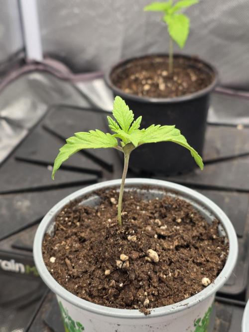 Monster Maker by Sweet Seeds. Week 1