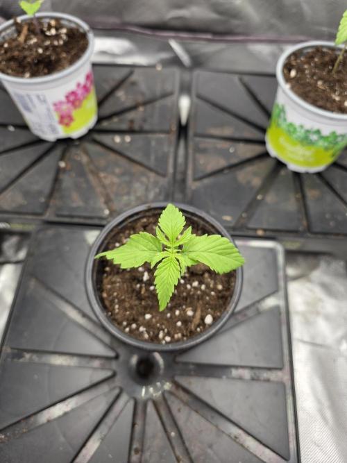 Balling like Gary 🏀 Papayton FastBuds. Week 1