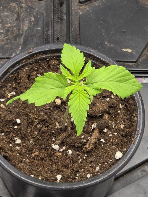 Balling like Gary 🏀 Papayton FastBuds. Week 1