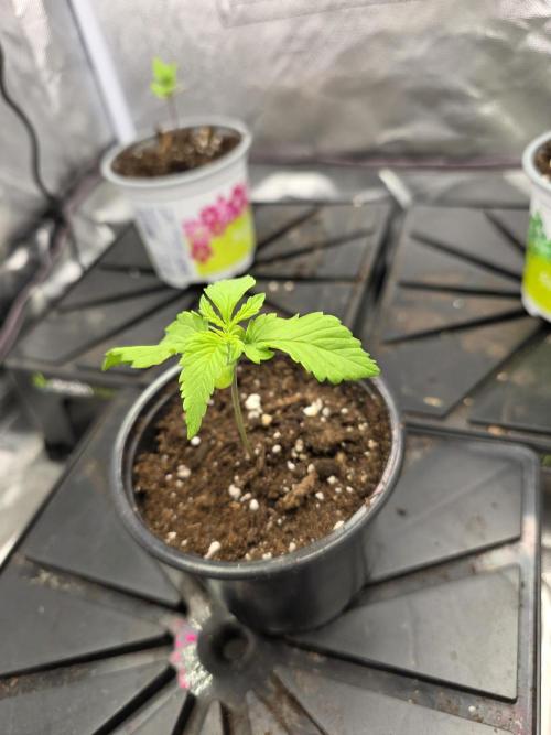 Balling like Gary 🏀 Papayton FastBuds. Week 1