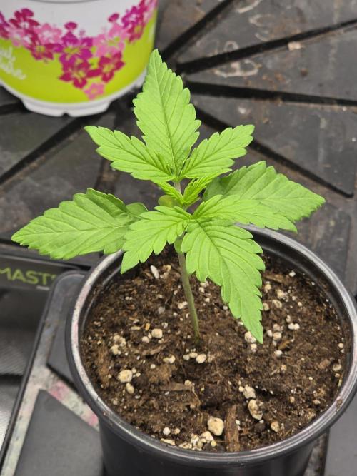 Balling like Gary 🏀 Papayton FastBuds. Week 1