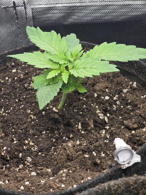 IZI Seeds GC 2025 🏆 Permanent Bluez. Week 2