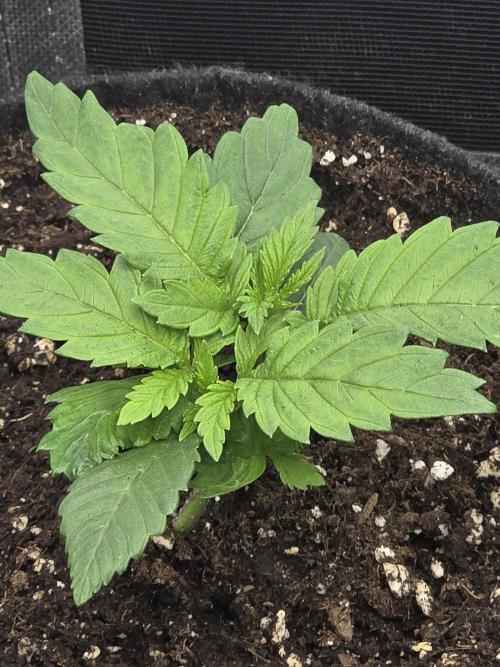 IZI Seeds GC 2025 🏆 Permanent Bluez. Week 2