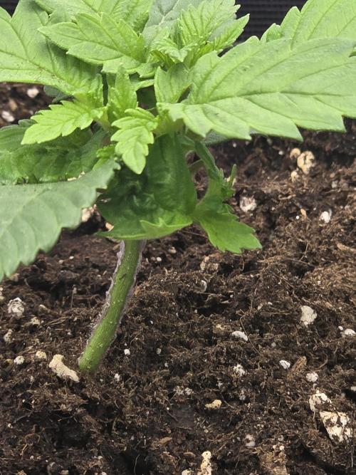 IZI Seeds GC 2025 🏆 Permanent Bluez. Week 2