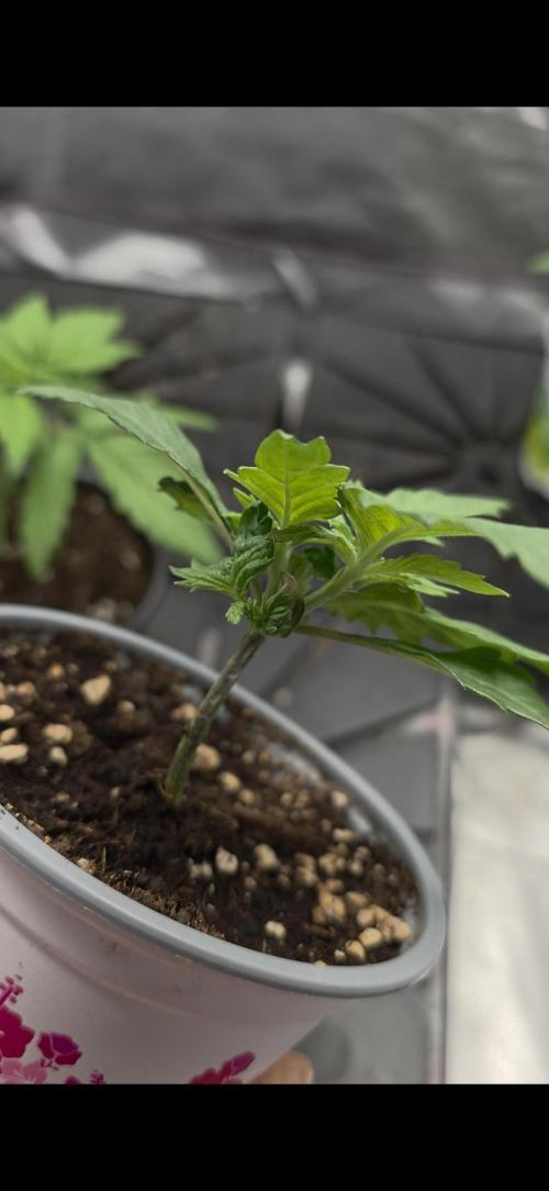 IZI Seeds GC 2025 🏆 Permanent Bluez. Week 2