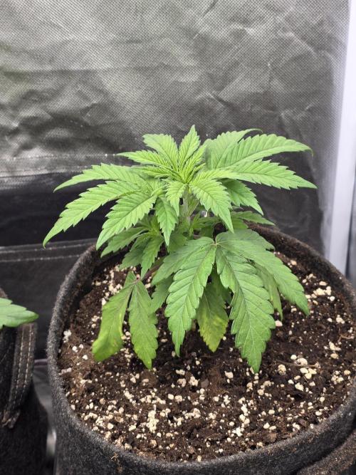 Balling like Gary 🏀 Papayton FastBuds. Week 2