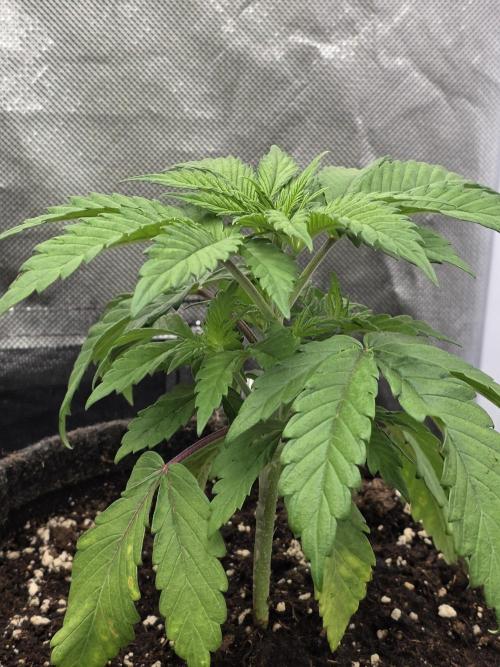 Balling like Gary 🏀 Papayton FastBuds. Week 2