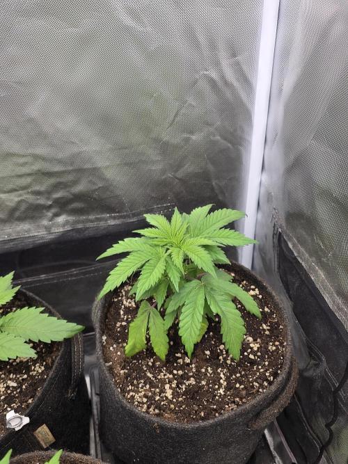 Balling like Gary 🏀 Papayton FastBuds. Week 2