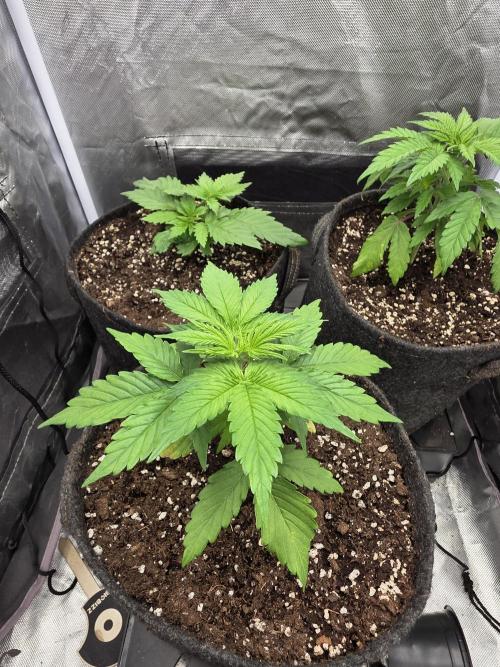 Monster Maker by Sweet Seeds. Week 2