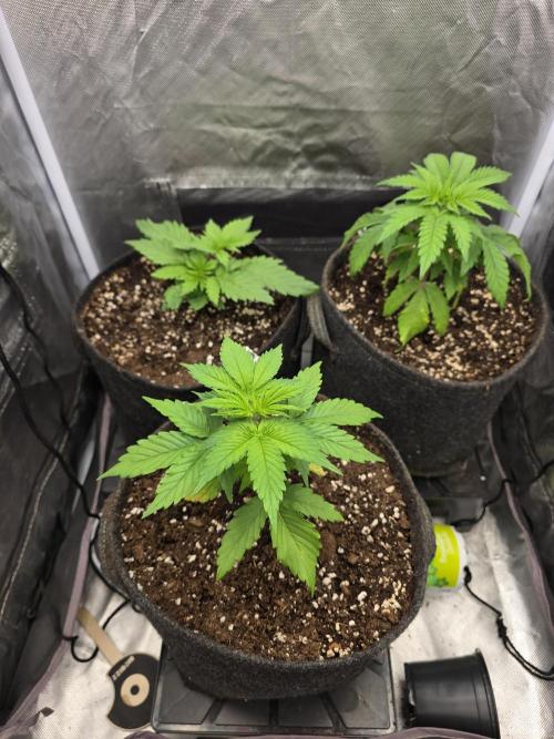 Monster Maker by Sweet Seeds. Week 2