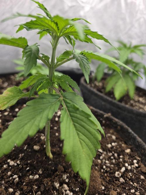 Monster Maker by Sweet Seeds. Week 2