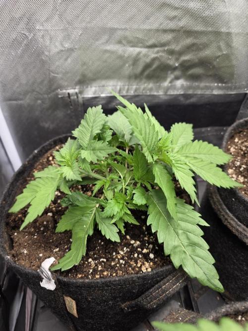 IZI Seeds GC 2025 🏆 Permanent Bluez. Week 3