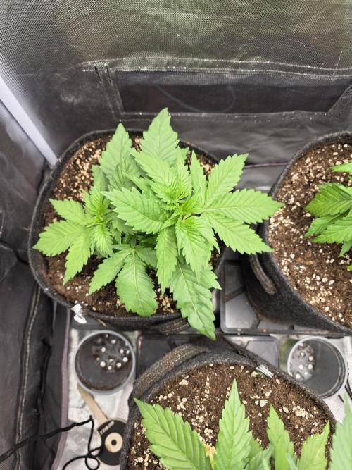 IZI Seeds GC 2025 🏆 Permanent Bluez. Week 3