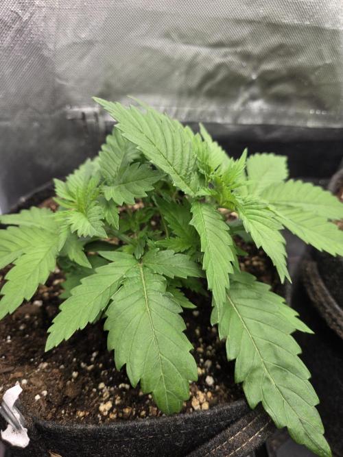 IZI Seeds GC 2025 🏆 Permanent Bluez. Week 3