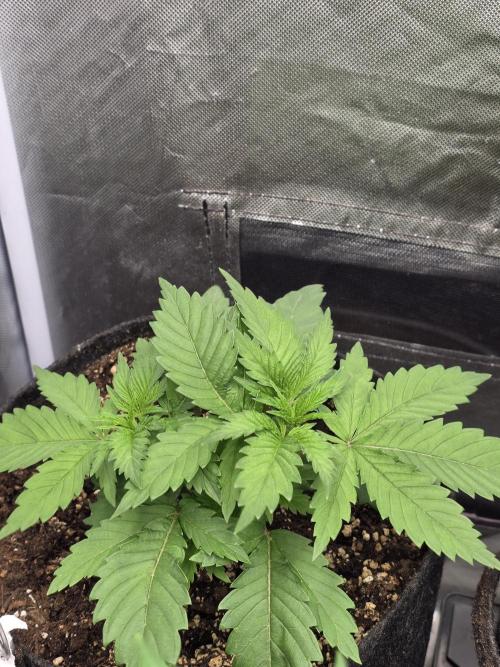 IZI Seeds GC 2025 🏆 Permanent Bluez. Week 3