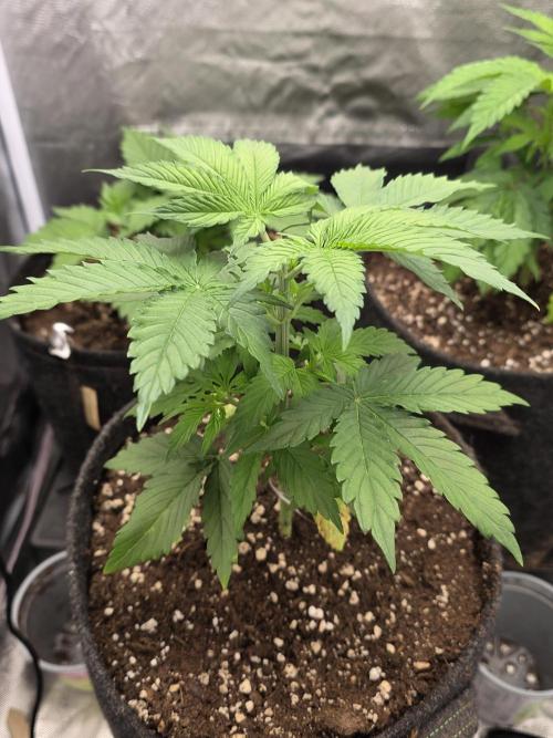 Monster Maker by Sweet Seeds. Week 3