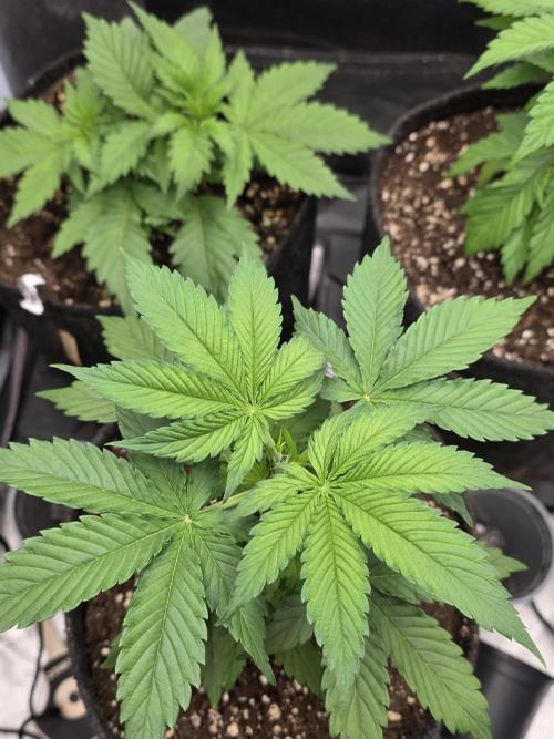 Monster Maker by Sweet Seeds. Week 3