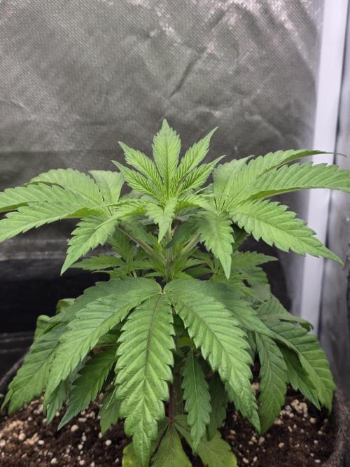 Balling like Gary 🏀 Papayton FastBuds. Week 3