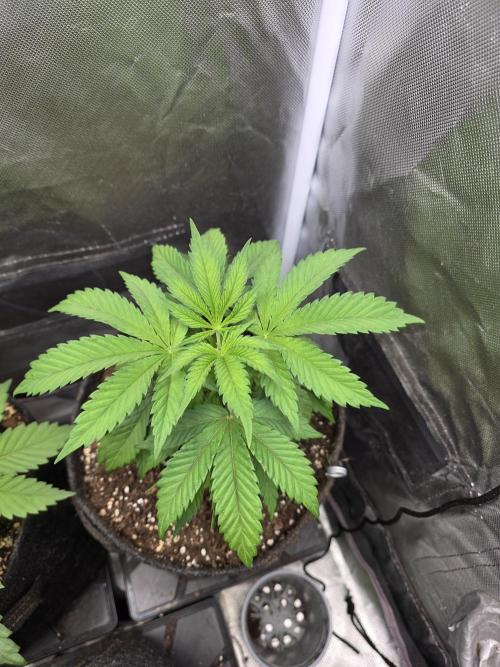 Balling like Gary 🏀 Papayton FastBuds. Week 3