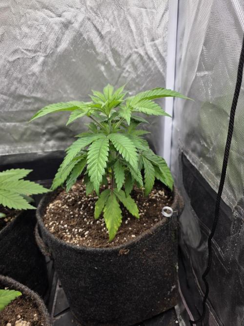 Balling like Gary 🏀 Papayton FastBuds. Week 3