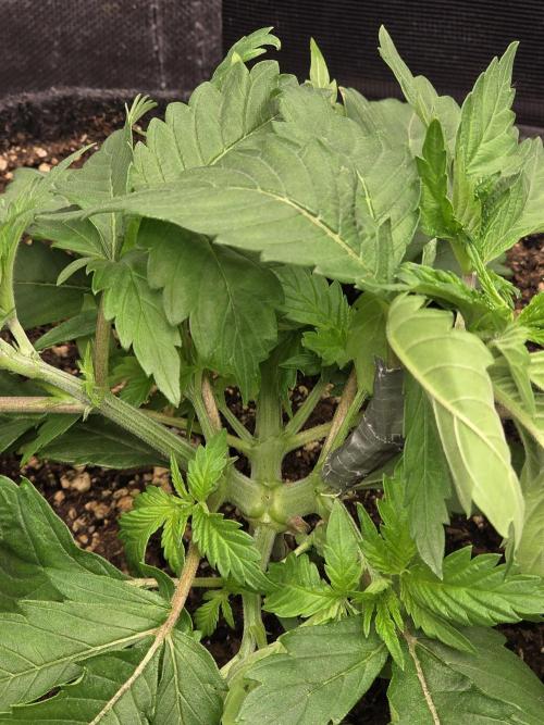 IZI Seeds GC 2025 🏆 Permanent Bluez. Week 3