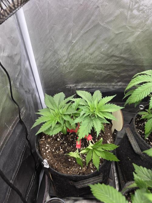 IZI Seeds GC 2025 🏆 Permanent Bluez. Week 4