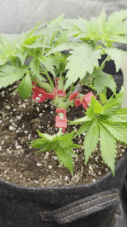 IZI Seeds GC 2025 ๐ Permanent Bluez