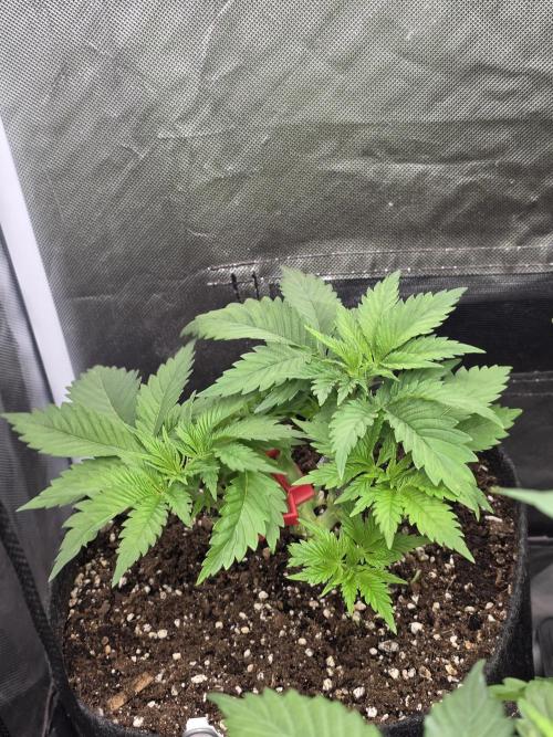 IZI Seeds GC 2025 🏆 Permanent Bluez. Week 4