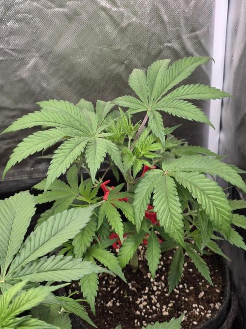 Balling like Gary 🏀 Papayton FastBuds. Week 4