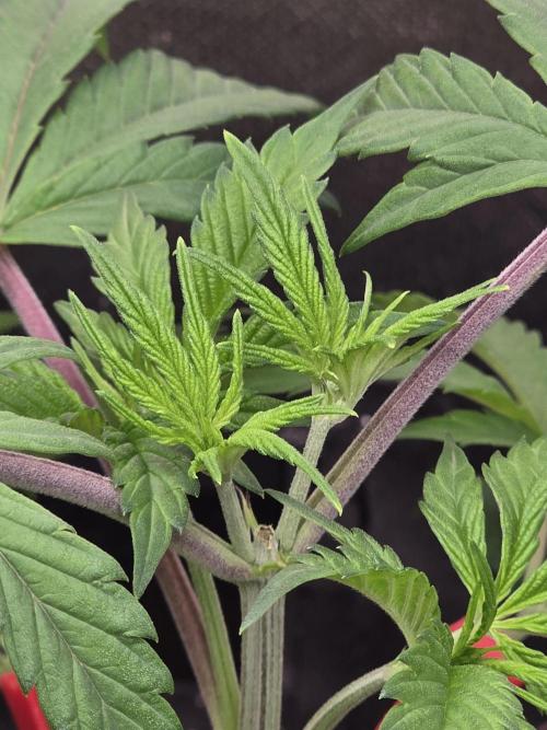 Balling like Gary 🏀 Papayton FastBuds. Week 4