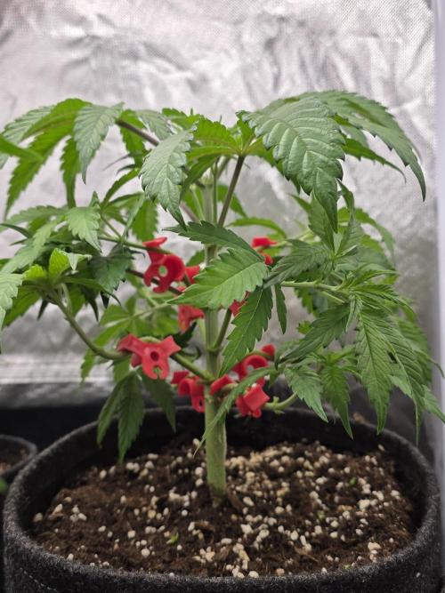 Balling like Gary 🏀 Papayton FastBuds. Week 4