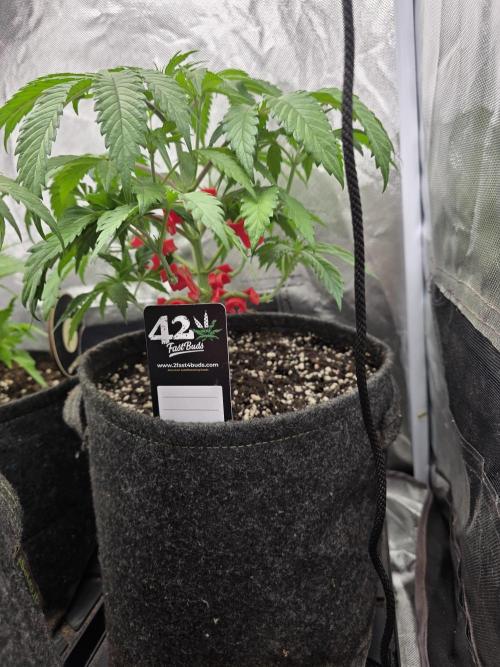 Balling like Gary 🏀 Papayton FastBuds. Week 4