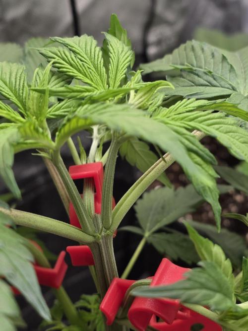 Monster Maker by Sweet Seeds. Week 4