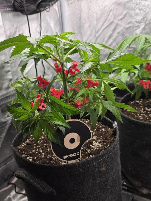 Monster Maker by Sweet Seeds. Week 4