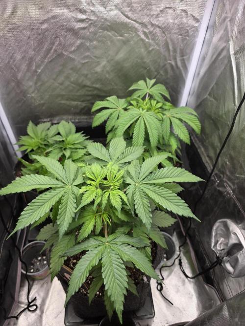 Monster Maker by Sweet Seeds. Week 4