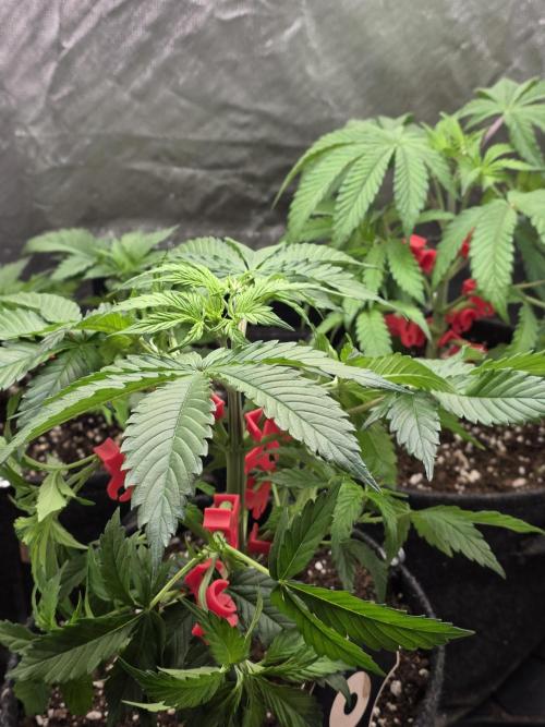 Monster Maker by Sweet Seeds. Week 4