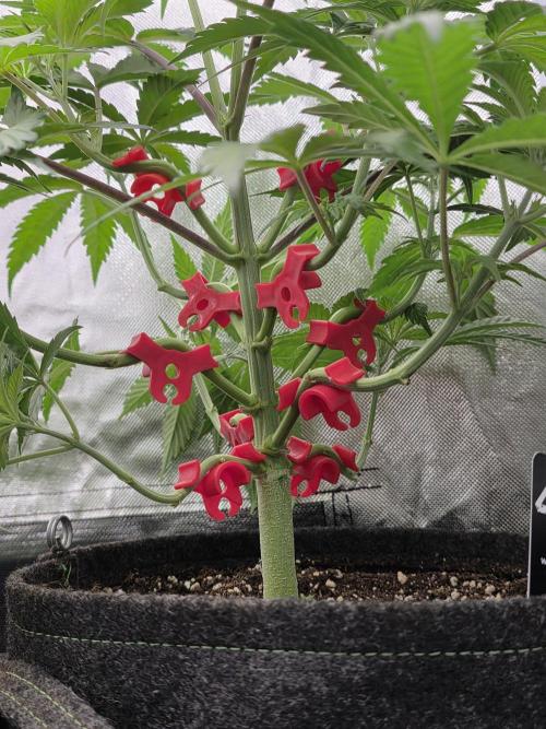 Balling like Gary 🏀 Papayton FastBuds. Week 5