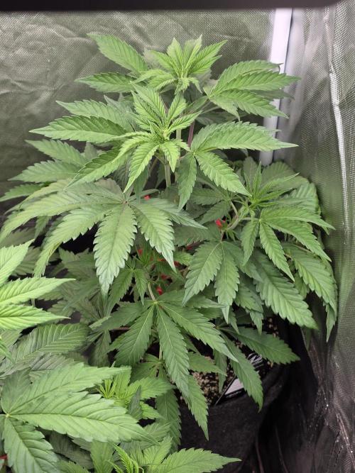 Balling like Gary 🏀 Papayton FastBuds. Week 5