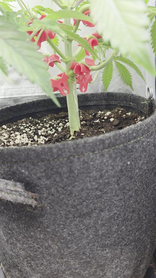 Balling like Gary 🏀 Papayton FastBuds