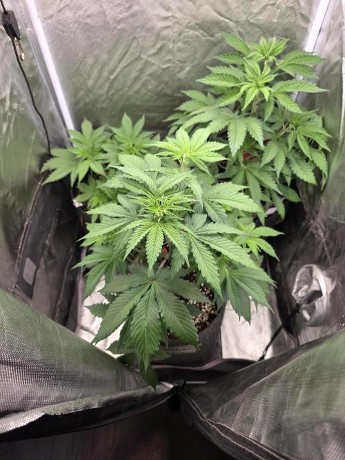 Monster Maker by Sweet Seeds. Week 5