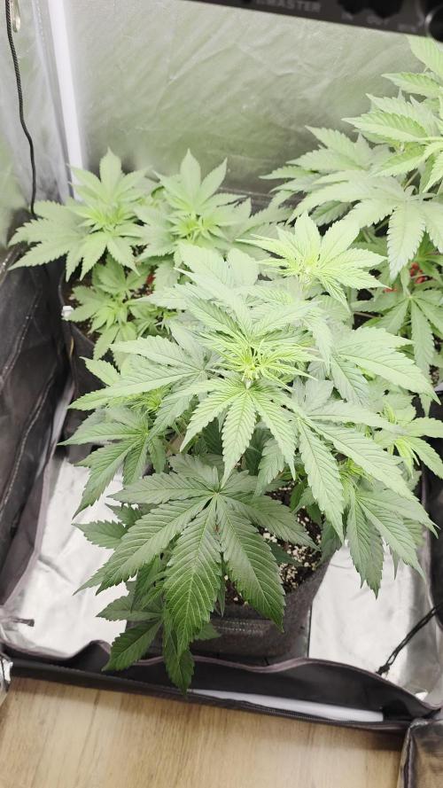 Monster Maker by Sweet Seeds