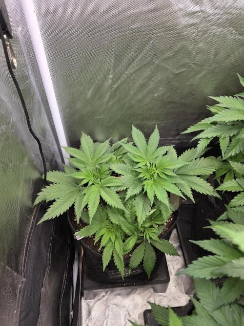 IZI Seeds GC 2025 🏆 Permanent Bluez. Week 5