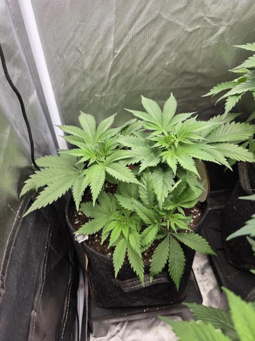 IZI Seeds GC 2025 🏆 Permanent Bluez. Week 5