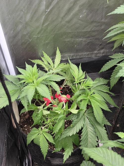 IZI Seeds GC 2025 🏆 Permanent Bluez. Week 5