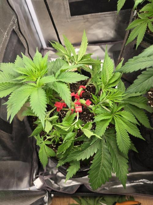 IZI Seeds GC 2025 🏆 Permanent Bluez. Week 5