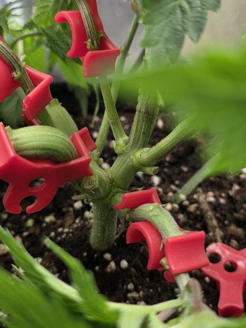 IZI Seeds GC 2025 🏆 Permanent Bluez. Week 5