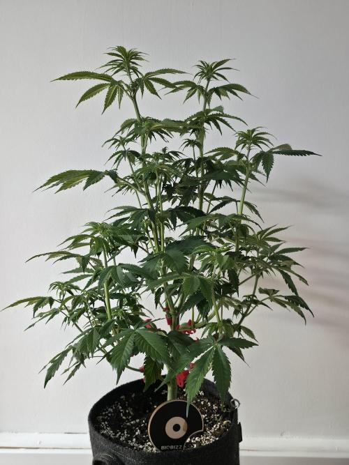 Monster Maker by Sweet Seeds. Week 6