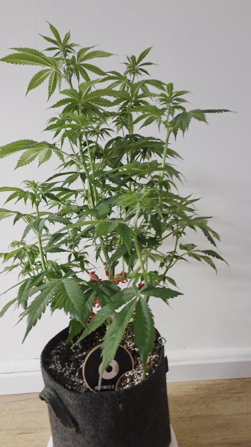 Monster Maker by Sweet Seeds