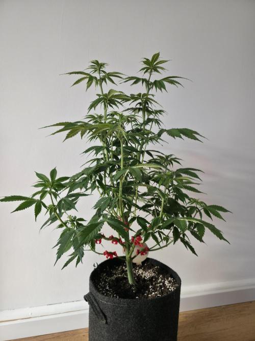 Monster Maker by Sweet Seeds. Week 6